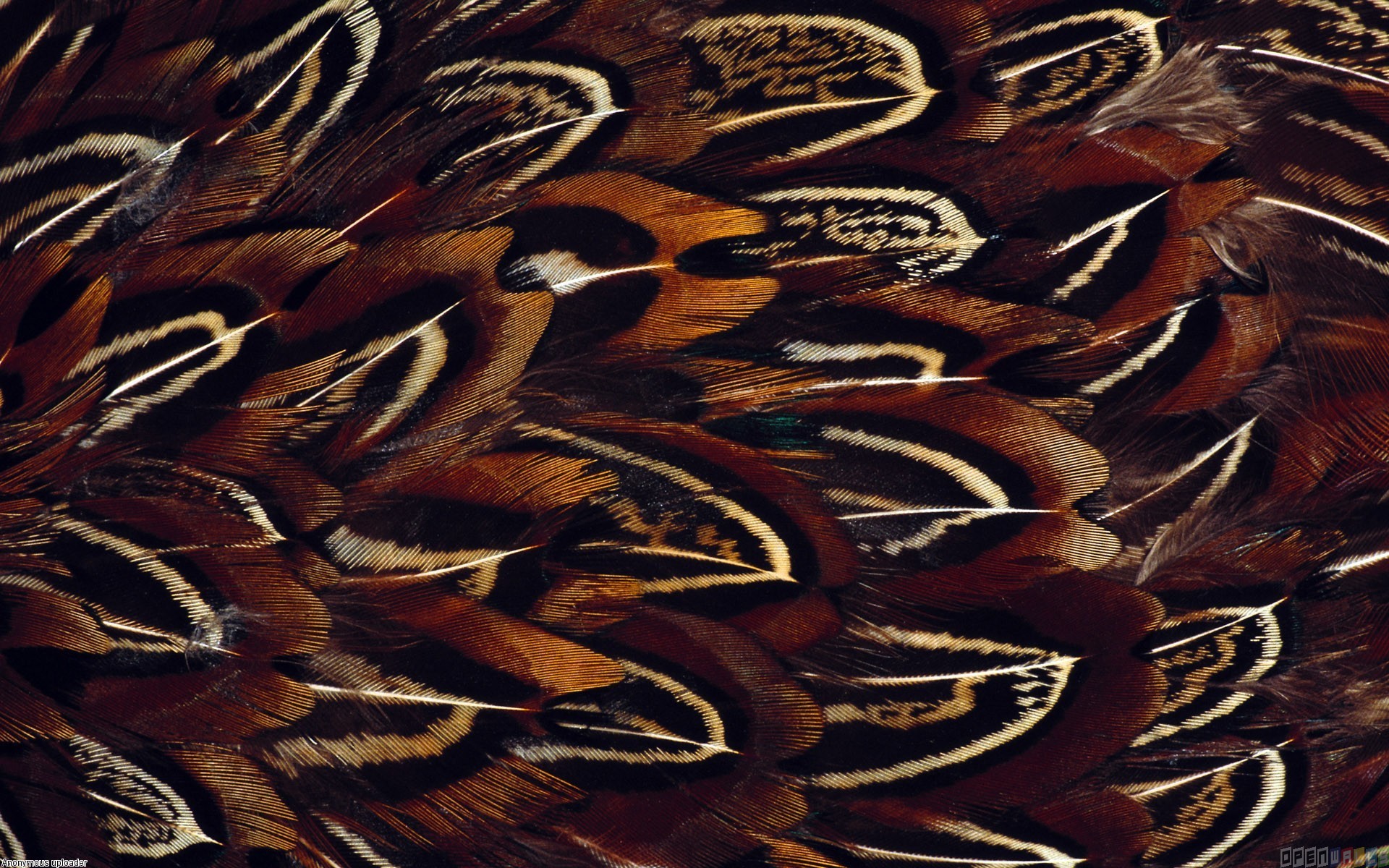 pheasant_feathers_1920x1200